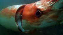 Calamar gigante sorprende a los nipones