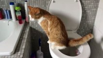 Gato deja su caja de arena para ser todo un master en la taza del baño