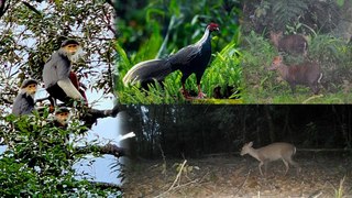 Nhiều thú quý hiếm xuất hiện ở rừng Thừa Thiên – Huế