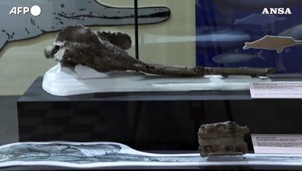 Dall'Amazzonia peruviana fossile di delfino gigante di 16 milioni di anni