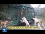 Visitantes que pagan pueden alimentar a tigres y leones en zoológico de China