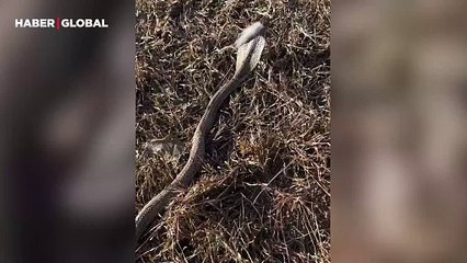 Ormandaki saçlı kobranın çiftleşme çağrısı izlenme rekoru kırdı