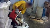 Crueldad Animal - Proveedor de animales de Petco y Petsmart mata cruelmente a la mascotas