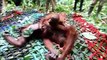 Salvan a orangutanes