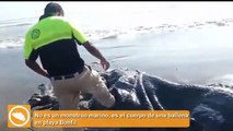 Localizados los restos de un extraño animal marino