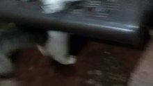 Oreo the Persian