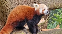 Zoo welcomes return of endangered red pandas