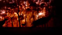 El Libro de la Selva - Trailer Oficial #3 IMAX español (HD)