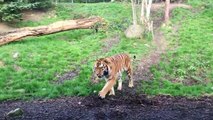 Una intensa pelea entre tigres en el Zoológico de Dublin