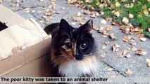 La gatita ciega con los ojos más bellos