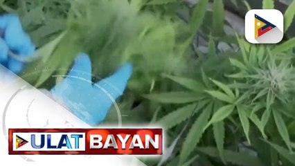 Medical Marijuana Bill, nakatakda nang pagdebatehan sa plenaryo ng Senado