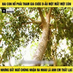 Review Phim - Hai Con Hổ Phải Tham Gia Cuộc Đấu, Nhưng Chúng Bất Ngờ Nhận Ra Nhau Là Anh Em Thất Lạc