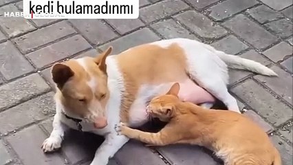 Anne köpeği bulduğu an ona süt içmek için yapışan yetişkin kedi kahkahaya boğdu