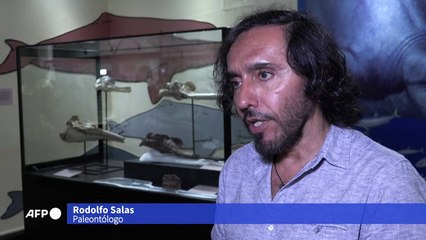 Identifican cráneo de delfín de 16 millones de años de antigüedad