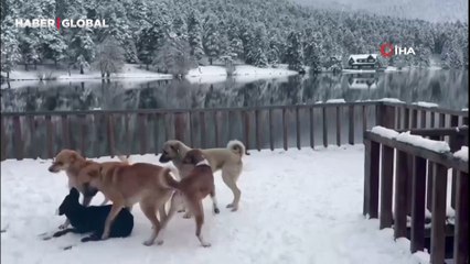 Gölcük Tabiat Parkı'nda kar yağışı başladı