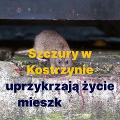 Gazeta Lubuska. Kostrzyn nad Odrą. Problem ze szczurami w mieście