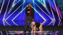 #AGT2016  - José and Carrie: Dancing Dog Shows Sweet Her Moves - Auditions