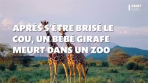 Après s’être brisé le cou, un bébé girafe de 3 mois meurt dans un zoo de Miami