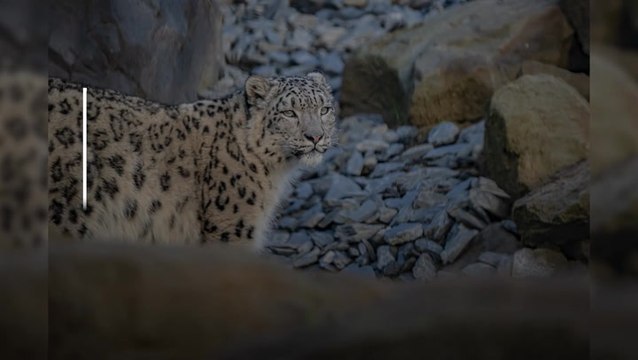Chester Zoo welcomes first snow leopards in its 93-year history