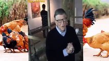Bill Gates donó 100000 pollos para países en desarrollo