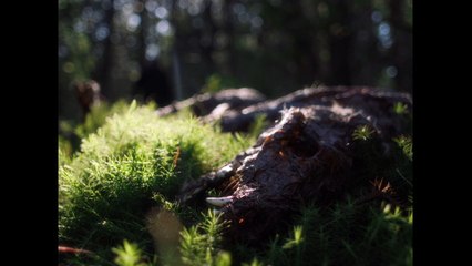 In a Violent Nature - Official Trailer