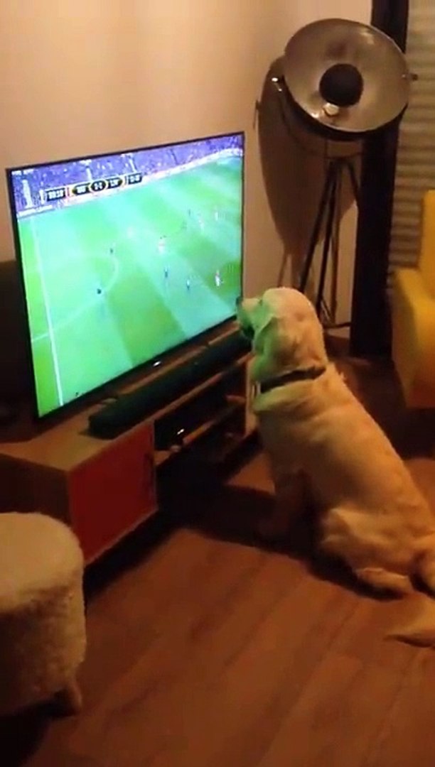 Golden Retriever ama ver el fútbol