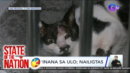 Pusa, pinana sa ulo; nailigtas | SONA