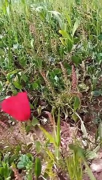 #ait bou Ali tidili massfioua