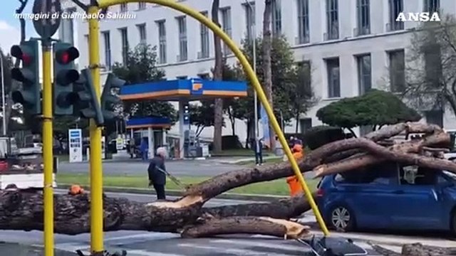 Roma, un grosso albero cade su due auto: un ferito