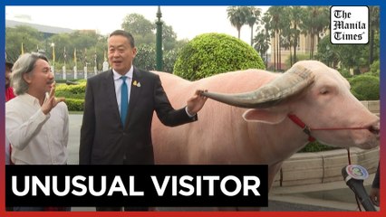 Thai PM meets $500,000 giant albino buffalo