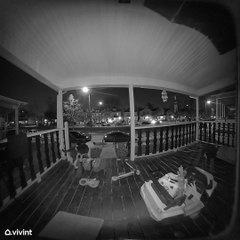 Dog Rings the Doorbell to Come Inside