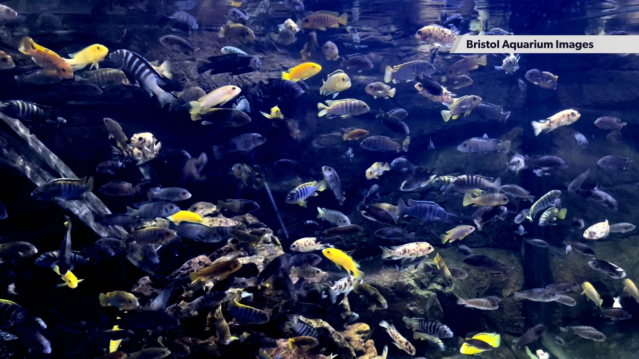 One of the UK’s largest aquatic stores will come to bristol What are