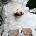 #VIRAL - Oso en pésimas condiciones en un zoológico de Belgrado,Serbia