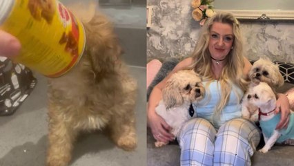 Funny moment young pup gets can stuck on its head