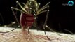 Zika podría extenderse a Golfo de los Estados Unidos