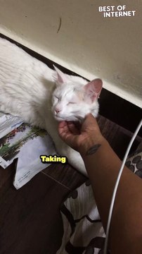 Cuddles Over Work! Adorable White Cat Demands Attention