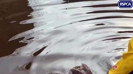 RSPCA rescue duck trapped in fishing wire