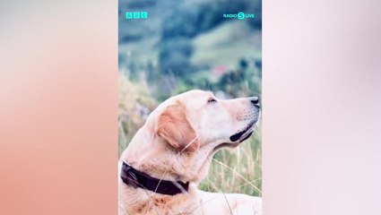 Nicky Campbell tears up and admits he feels ‘broken’ following death of family dog