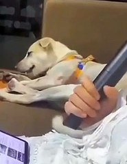 A dog can't stand his owner and her karaoke anymore