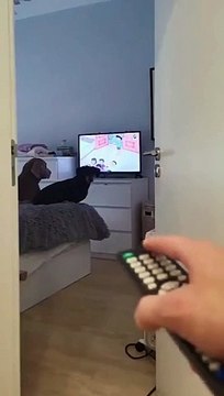 A dog watching cartoons complains loudly when his owner turns off the television