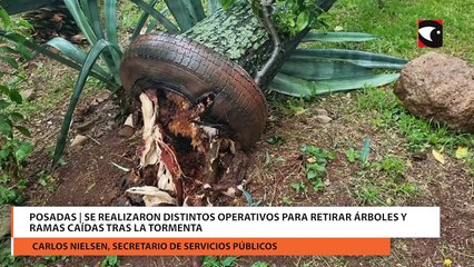 Posadas: Se realizaron distintos operativos para retirar árboles y ramas caídas tras la tormenta