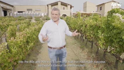 In vigna con Marco Caprai: "Il Sagrantino, cuore del nostro lavoro"