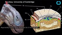 News - First known fossilized dinosaur brain unearthed, scientists claim