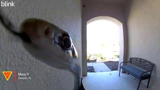 Snake Slithering At The Front Door Caught On Blink Camera | Doorbell Camera Video