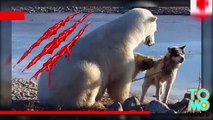 El video Viral de Oso y Perro termina en tragedia el osos se lo come