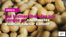 Las toxinas liberadas por hongos en cacahuates podrían causar cáncer