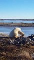 Oso polar acaricia a un perro