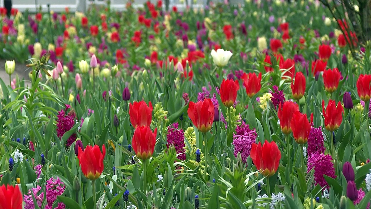 Pays-Bas: le plus grand jardin de tulipes du monde fête ses 75 ans