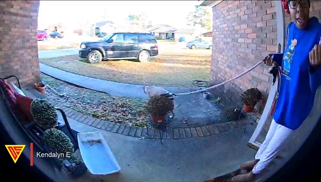 A Dog Escaped From Its Owner Caught On WYZE Cam Plus | Doorbell Camera Video