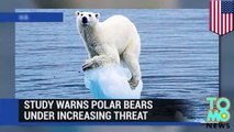 Global warming will wipe one third of polar bears out by 2050